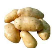 New Crop Good Quality Fresh Holland Potato